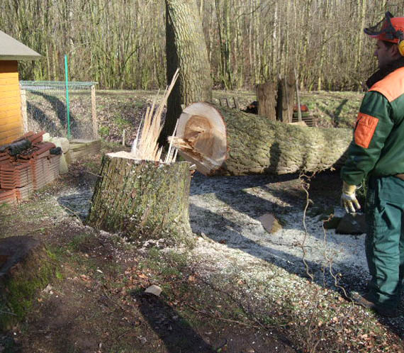 Baumfällung in Bremen im Garten mit kontrolliertem Fällen eines Baumes